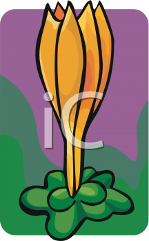 Crocus Clipart