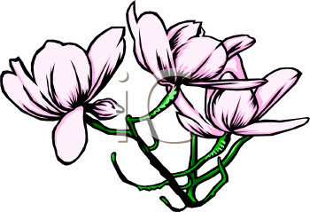 Daisy Clipart