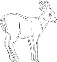 Deer Clipart