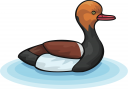 Duck Clipart