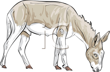 Donkey Clipart