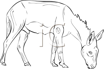 Donkey Clipart