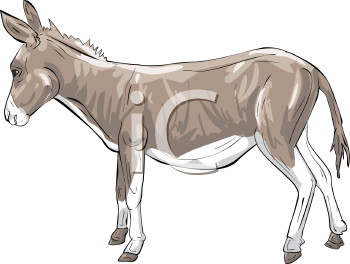 Donkey Clipart