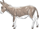 Donkey Clipart