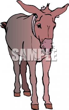 Donkey Clipart