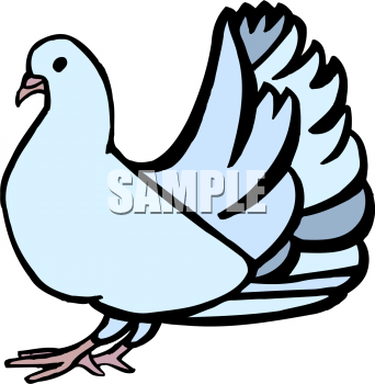 Dove Clipart