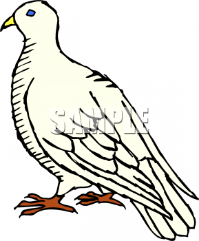 Dove Clipart