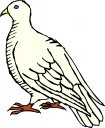 Dove Clipart