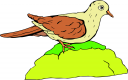 Dove Clipart