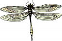 Bug Clipart