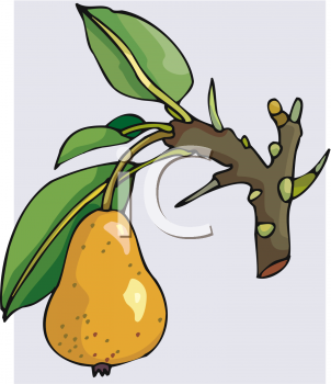 Pear Clipart