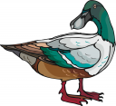 Duck Clipart