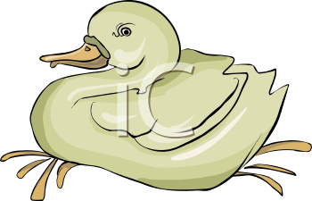 Duck Clipart