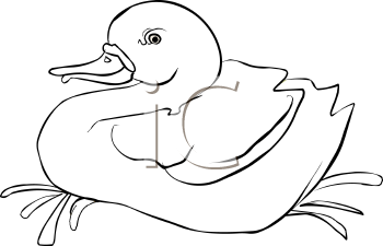 Duck Clipart