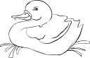 Duck Clipart