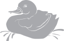 Duck Clipart