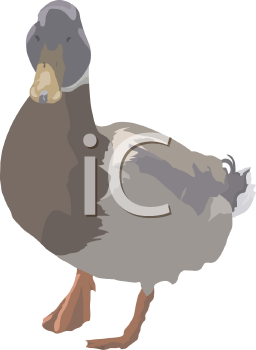 Duck Clipart