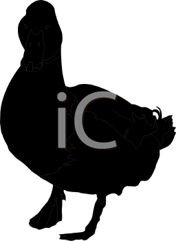 Duck Clipart