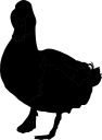 Duck Clipart