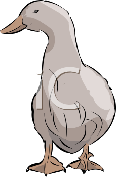 Duck Clipart