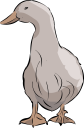 Duck Clipart