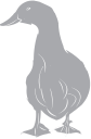 Duck Clipart