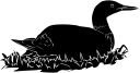 Duck Clipart