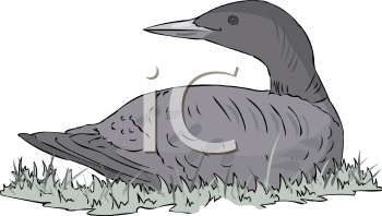 Duck Clipart