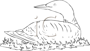 Duck Clipart