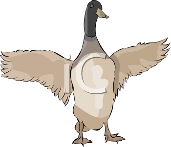 Duck Clipart