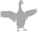 Duck Clipart