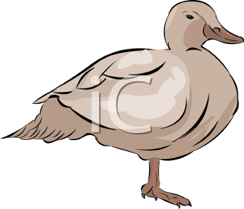 Duck Clipart