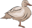 Duck Clipart