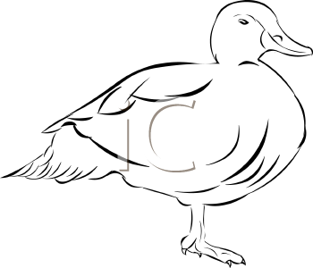 Duck Clipart