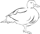 Duck Clipart