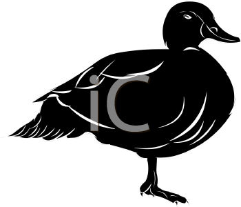 Duck Clipart