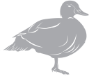 Duck Clipart