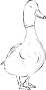 Duck Clipart