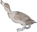 Duck Clipart