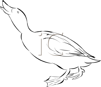 Duck Clipart