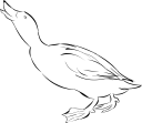 Duck Clipart