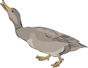 Duck Clipart