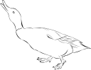 Duck Clipart