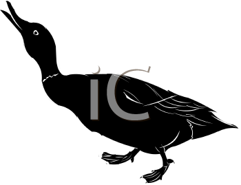 Duck Clipart