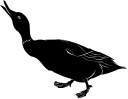 Duck Clipart