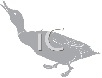 Duck Clipart