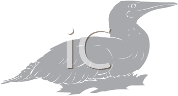 Duck Clipart