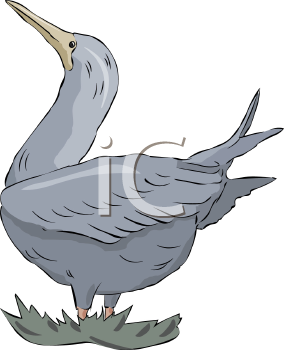 Duck Clipart