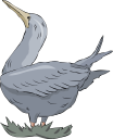 Duck Clipart