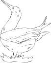 Duck Clipart